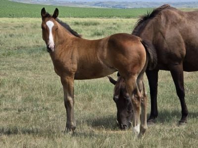Paddys Gin Stones JW<BR>AQHA PENDING